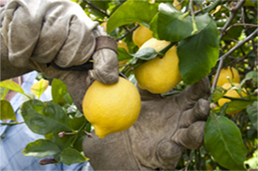 lemon